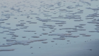 Water, Water Snake, Sand, Snake, Ocean, Sea