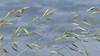 Wheat, Cereal, Field, Agriculture, Farm, Grass