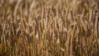 Wheat, Cereal, Field, Agriculture, Harvest, Grain