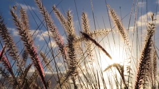 Wheat, Cereal, Field, Agriculture, Harvest, Rural
