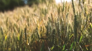 Wheat, Cereal, Field, Agriculture, Rural, Grain