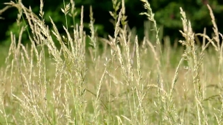 Wheat, Cereal, Field, Agriculture, Rural, Summer
