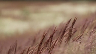 Wheat, Cereal, Field, Agriculture, Straw, Rural