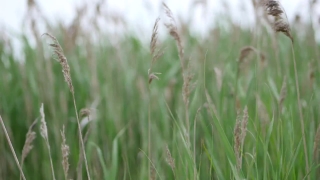 Wheat, Cereal, Field, Grass, Agriculture, Summer