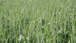 Wheat, Cereal, Field, Grass, Growth, Spring