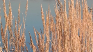 Wheat, Cereal, Field, Reed, Plant, Landscape