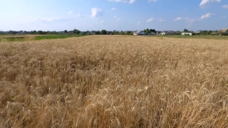Wheat, Cereal, Field, Rural, Agriculture, Farm