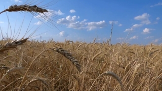 Wheat, Cereal, Field, Rural, Farm, Agriculture