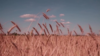 Wheat, Cereal, Field, Sky, Agriculture, Landscape