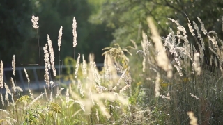 Wheat, Cereal, Plant, Field, Vascular Plant, Rural