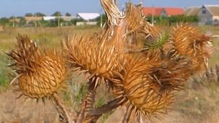 Wheat, Cereal, Plant, Grain, Field, Harvest