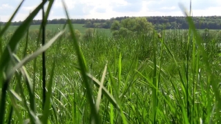 Wheat, Field, Grass, Spring, Cereal, Agriculture