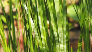 Wheat, Grass, Plant, Field, Growth, Grain