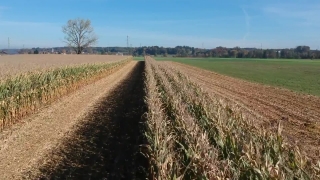 Wheat, Hay, Field, Cereal, Rural, Agriculture
