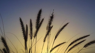 Wheat, Reed, Cereal, Herb, Plant, Field