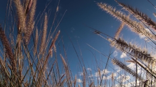 Wheat, Sky, Reed, Cereal, Tree, Landscape