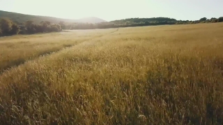Wheat, Steppe, Plain, Land, Field, Landscape