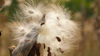 White, Pet, Cute, Dandelion, Animal, Cat
