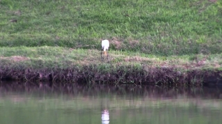 White Stork, Stork, Wading Bird, Bird, Aquatic Bird, Wildlife