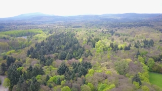Wilderness, Tree, Landscape, Mountain, Woody Plant, Forest
