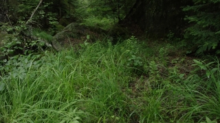 Wilderness, Tree, Plant, Forest, Grass, Landscape