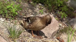 Wildlife, Bird, Wild, Mammal, Rodent, Hen