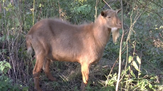 Wildlife, Deer, Mammal, Wild, Antelope, Impala