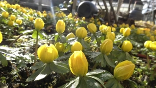 Winter Aconite, Herb, Vascular Plant, Plant, Flower, Organism