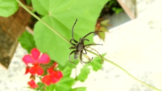 Wolf Spider, Spider, Arachnid, Arthropod, Insect, Invertebrate