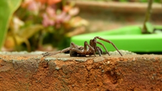 Wolf Spider, Spider, Arthropod, Arachnid, Insect, Ant