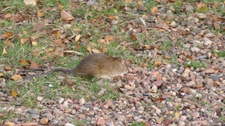 Wood Rat, Rodent, Placental, Mammal, Mouse, Wildlife