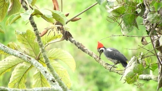 Woodpecker, Bird, Tree, Vertebrate, Wildlife, Beak