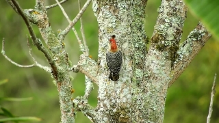 Woodpecker, Bird, Vertebrate, Chordate, Tree, Wildlife