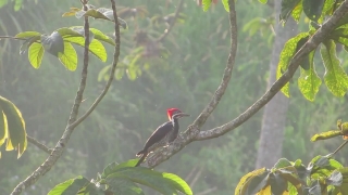 Woodpecker, Bird, Vertebrate, Wildlife, Beak, Feather