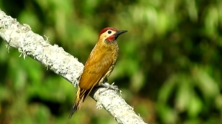 Woodpecker, Bird, Vertebrate, Wildlife, Beak, Wild