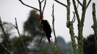 Woodpecker, Bird, Vertebrate, Wildlife, Chordate, Beak