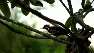 Woodpecker, Bird, Vertebrate, Wildlife, Chordate, Tree
