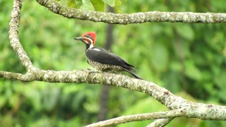 Woodpecker, Bird, Wildlife, Beak, Vertebrate, Feather