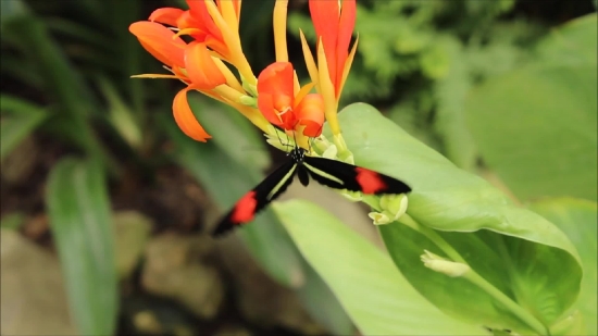 Woody Plant, Plant, Flower, Vascular Plant, Coral Tree, Spring
