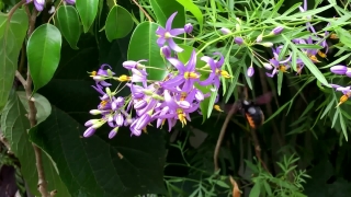 Woody Plant, Plant, Vascular Plant, Shrub, Nightshade, Flower