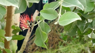 Woody Plant, Shrub, Plant, Vascular Plant, Tree, Leaf