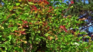 Woody Plant, Shrub, Tree, Plant, Vascular Plant, Autumn