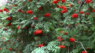 Woody Plant, Shrub, Tree, Vascular Plant, Plant, Ash
