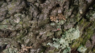Woody Plant, Stone, Rock, Tree, Texture, Vascular Plant