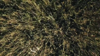 Woody Plant, Vascular Plant, Plant, Tree, Shrub, Cactus