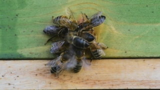Worker, Insect, Arthropod, Invertebrate, Tarantula, Spider
