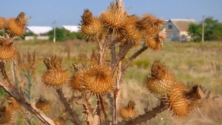 Yucca, Shrub, Woody Plant, Plant, Vascular Plant, Cactus