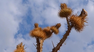 Yucca, Shrub, Woody Plant, Plant, Vascular Plant, Tree