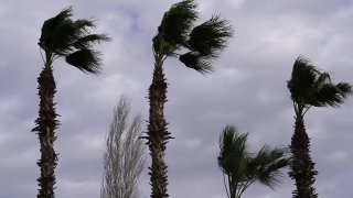 Yucca, Tree, Woody Plant, Palm, Coconut, Shrub
