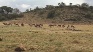 Zebra, Hyena, Equine, Wildlife, Wild, Canine